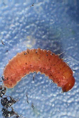 larva infected with H bacteriophora